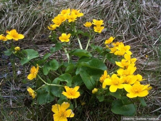 Зацвела калужница в лесу — Одежда и обувь для кукол своими руками: фото