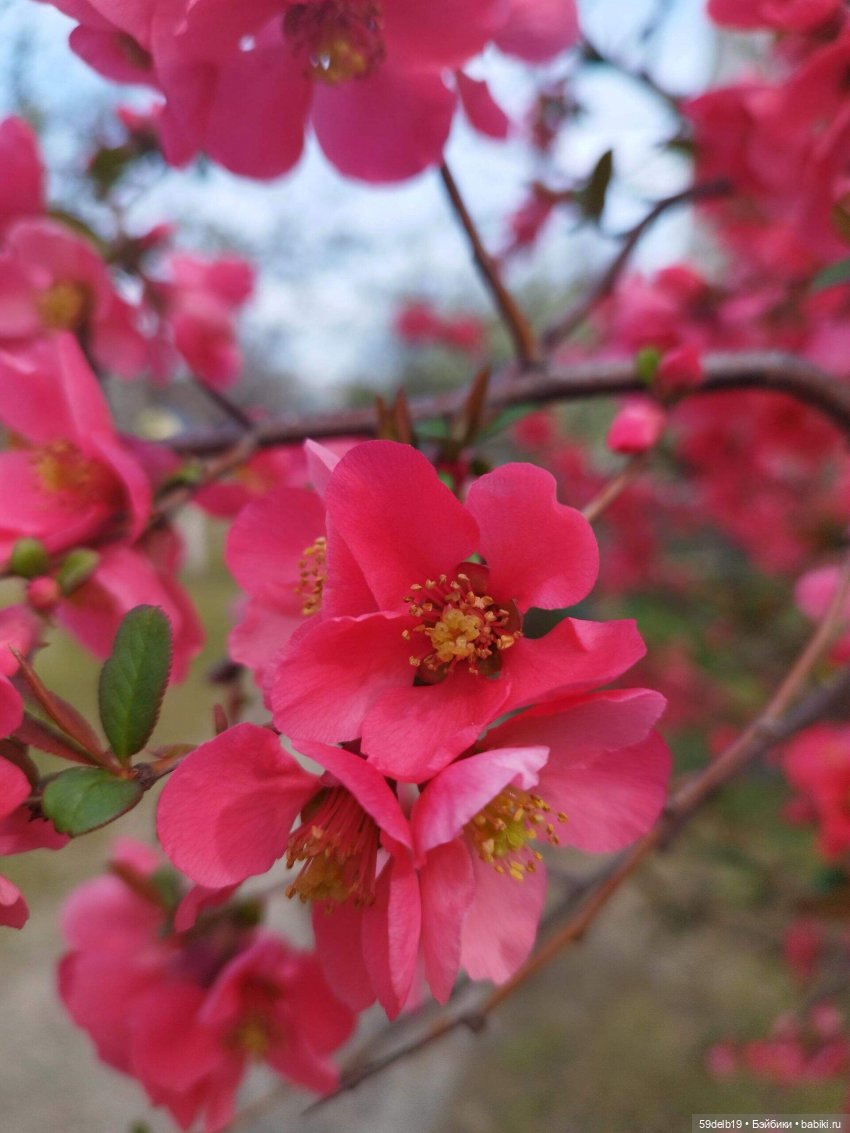 Волшебство, когда цветут сады. Японская айва (фото 2)