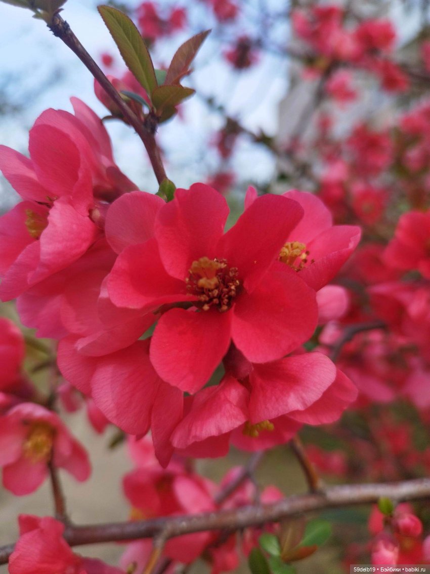 Волшебство, когда цветут сады. Японская айва (фото 4)