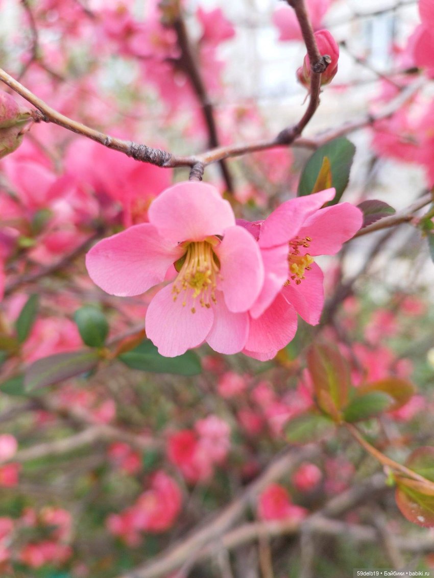 Волшебство, когда цветут сады. Японская айва (фото 3)