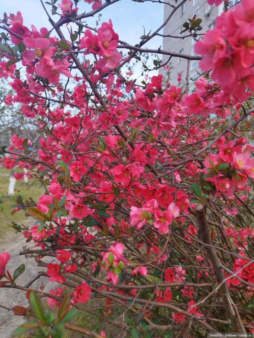 Волшебство, когда цветут сады. Японская айва