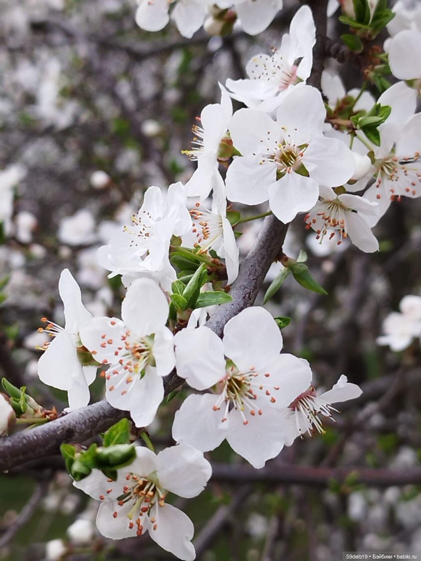 Волшебство, когда цветут сады. Вишнёвый сад (фото 4)