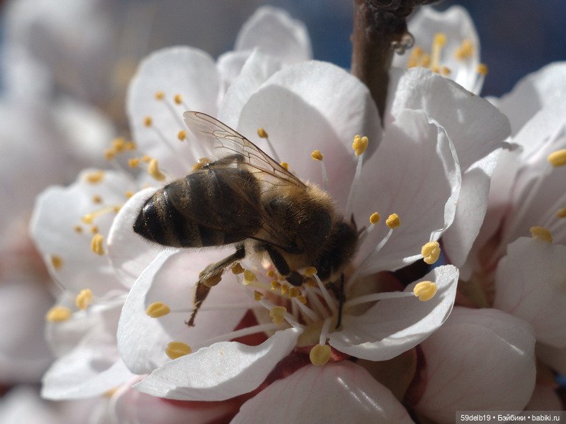 Волшебство, когда цветут сады. Вишнёвый сад (фото 5)
