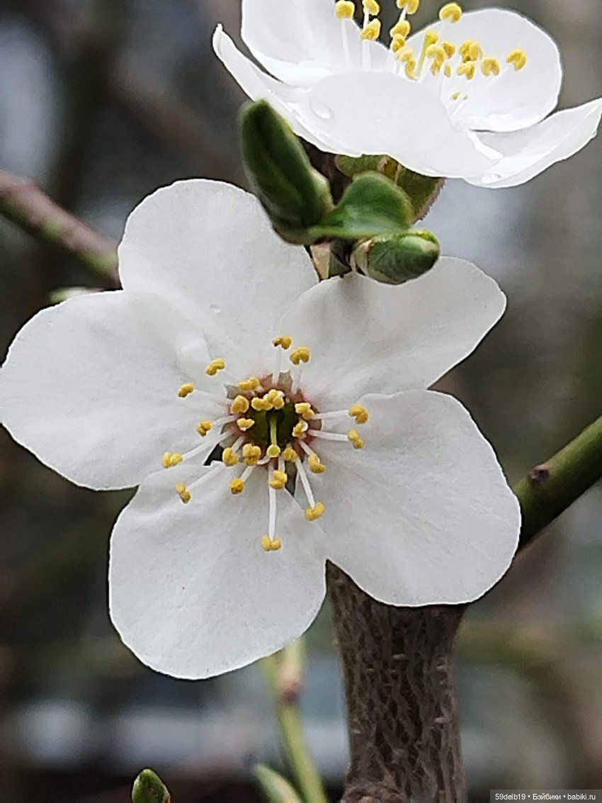 Волшебство, когда цветут сады. Вишнёвый сад (фото 3)
