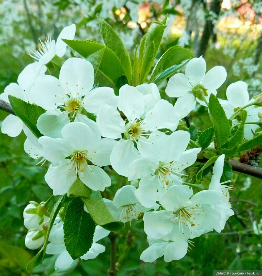 Волшебство, когда цветут сады. Вишнёвый сад