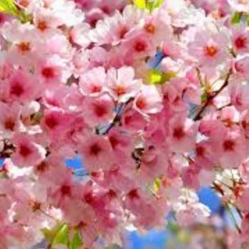 Сакура отцвела уже, а на наших платьях цветёт