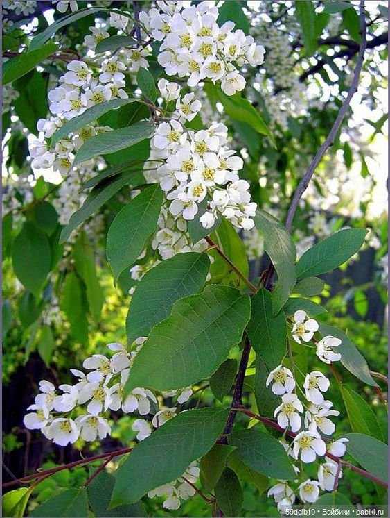 Расцвела черёмуха снова к холодам