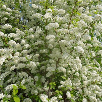 Расцвела черёмуха снова к холодам