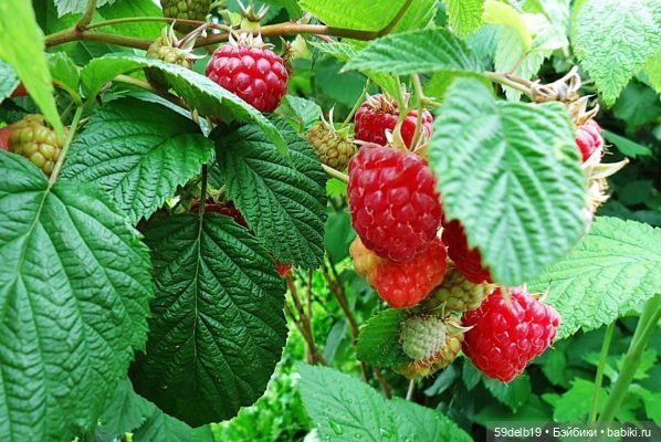 Спеет на даче малина 🥙 — Одежда и обувь для кукол своими руками: фото