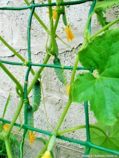 Выросли на даче огурцы — Куклы с Алиэкспресс (Aliexpress): Китайские шарнирные (фото 2)