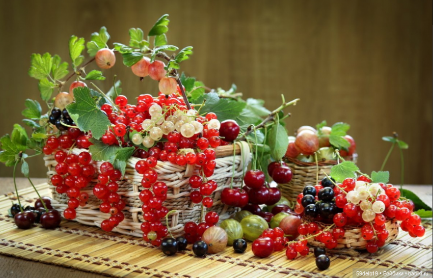 Летом на даче - ягодный рай (фото 2)