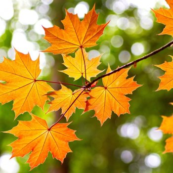 Осенью прекрасны листья клёна