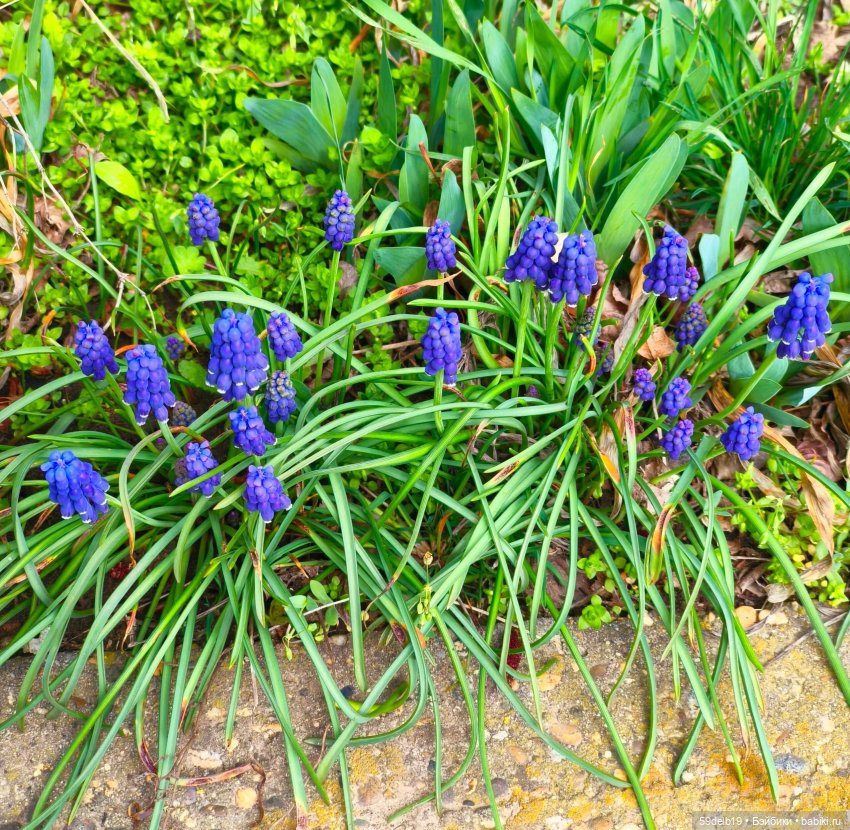 Зацвели мускарики. Комплект для баболек с вышивкой