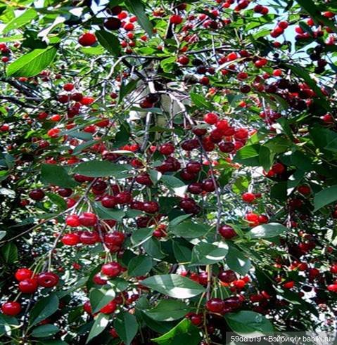 Комплект одежды для кукол паола рейна "Вишнёвое настроение"