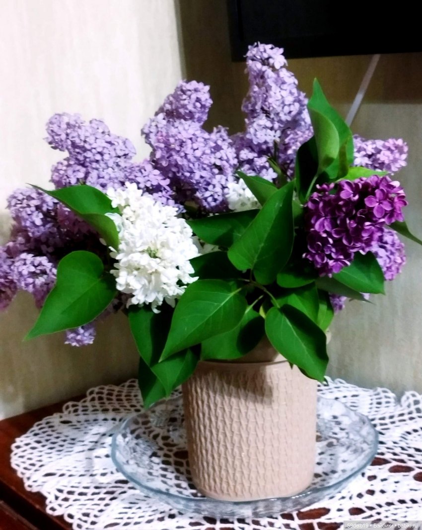 Расцвела сирень душистая — Куклы Paola Reina (Паола Рейна): новинки