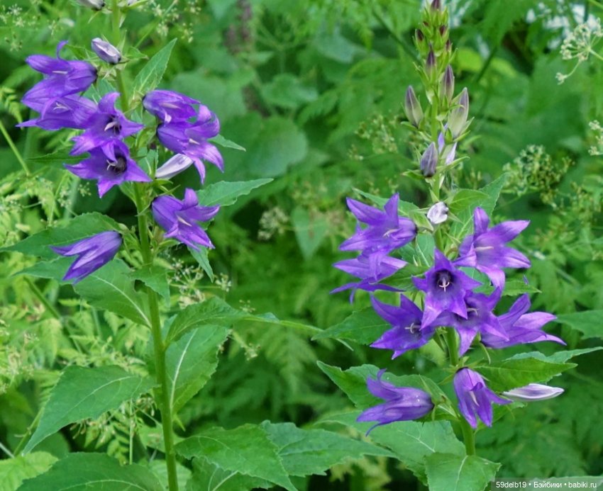 Костюмчик для баболи 15 см "Колокольчик"