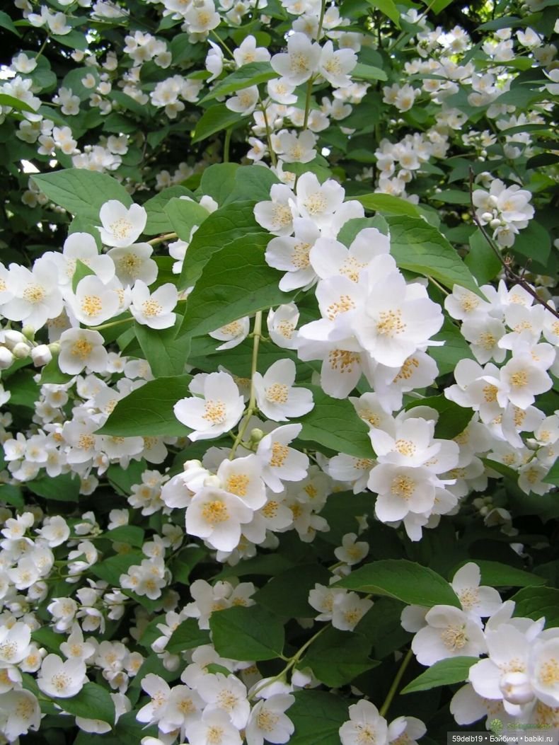 Цветёт жасмин — Коллекции игровых кукол (Playline): фото полок (фото 2)