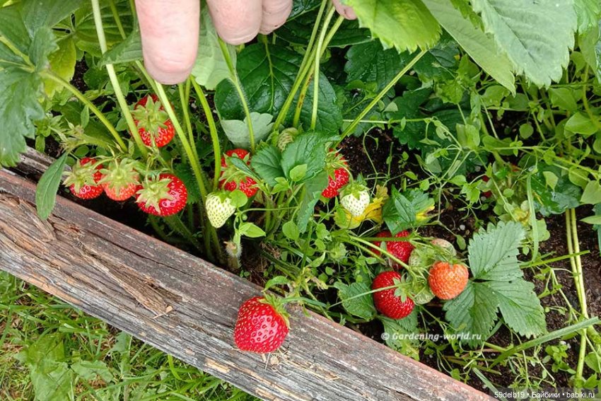 Зреет на даче клубника | Бэйбики Зреет на даче клубника — Куклы Paola Reina (Паола Рейна): новинки
