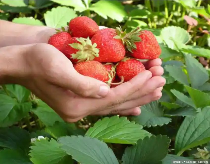 Зреет на даче клубника | Бэйбики Зреет на даче клубника — Куклы Paola Reina (Паола Рейна): новинки (фото 2)