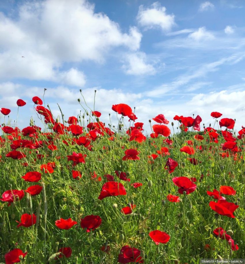 Засияли ярко маки🥀🥀🥀🥀🥀🥀🥀🥀 (фото 2)