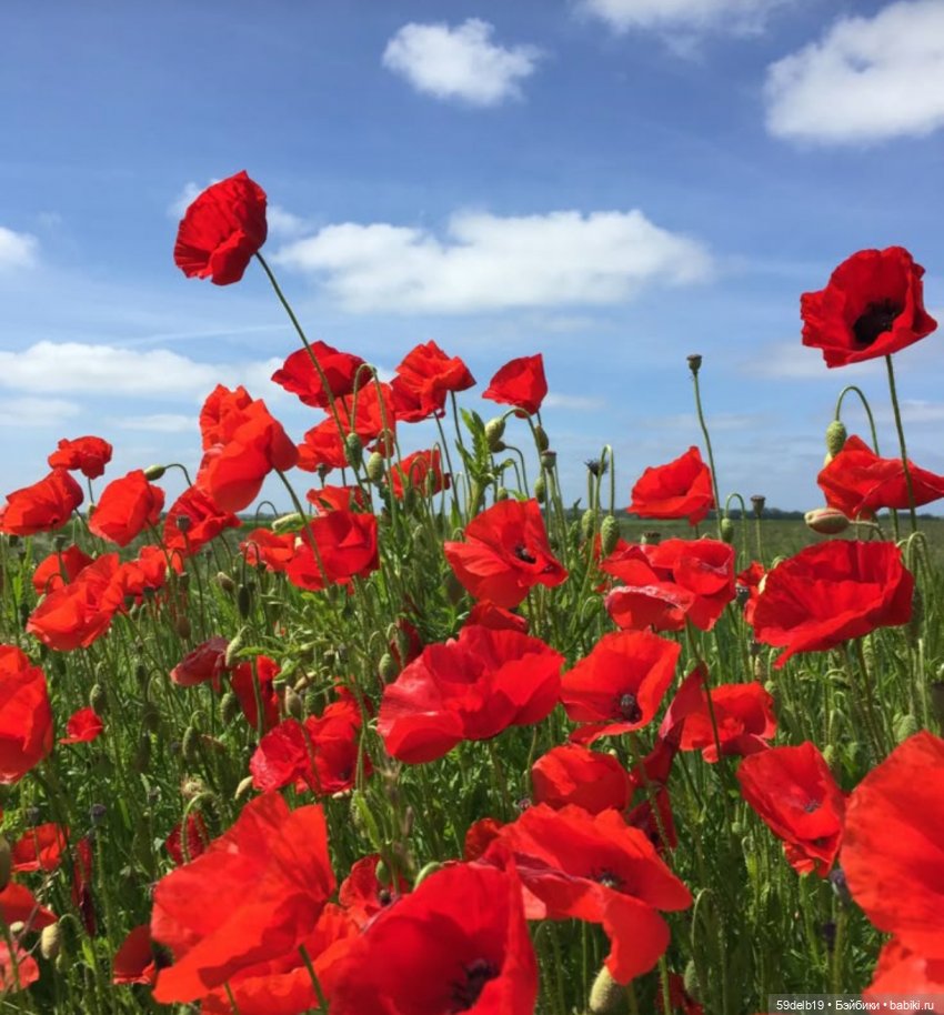Засияли ярко маки🥀🥀🥀🥀🥀🥀🥀🥀