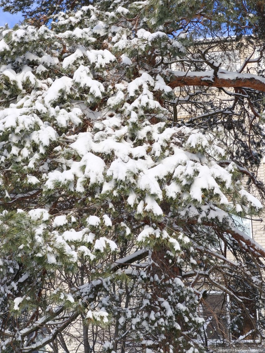 А у нас на юге после оттепели снова зимняя погода (фото 3)