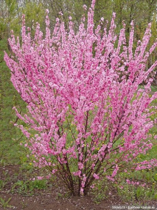 Зацвели миндаль — Куклы Paola Reina (Паола Рейна): новинки