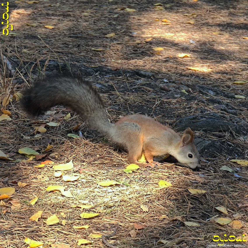 (71) Байек в Миссони | Бэйбики (71) Байек в Миссони — Одежда и обувь для кукол своими руками: фото (фото 7)