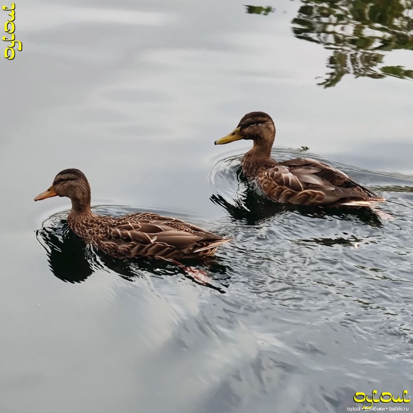 (72) Хище-штаны свободного покроя | Бэйбики (72) Хище-штаны свободного покроя