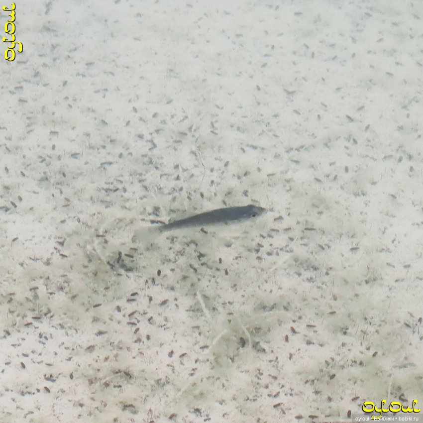 (87) Бали — Домашние коллекции кукол: фото собраний