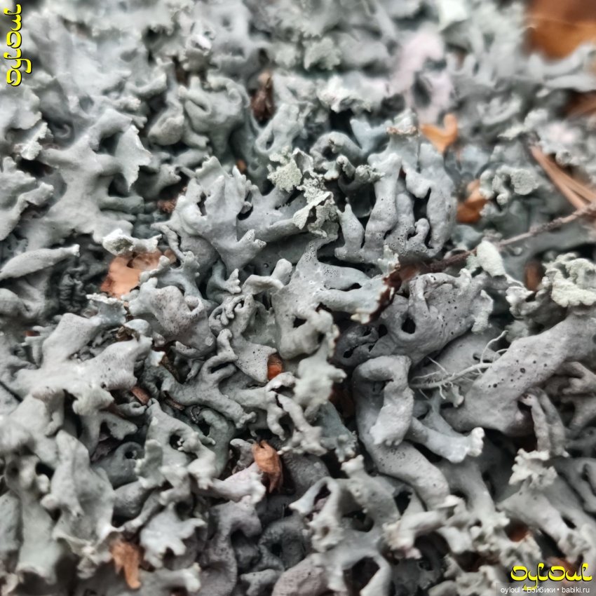 (88) «Я достаю из широких штанин…»