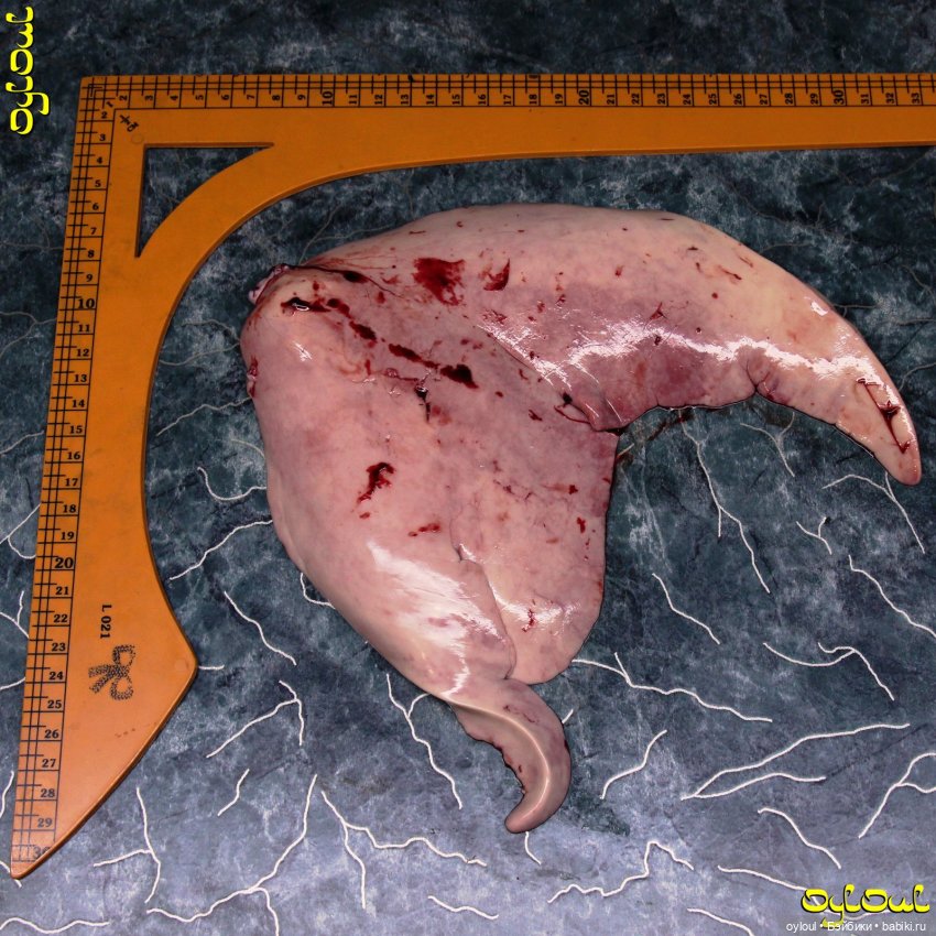 (97) На мели мы налима лениво ловили…