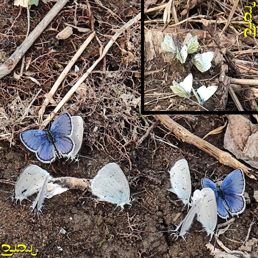 [49] Юрюзань: пещера Дворец + бонус (фото 4)