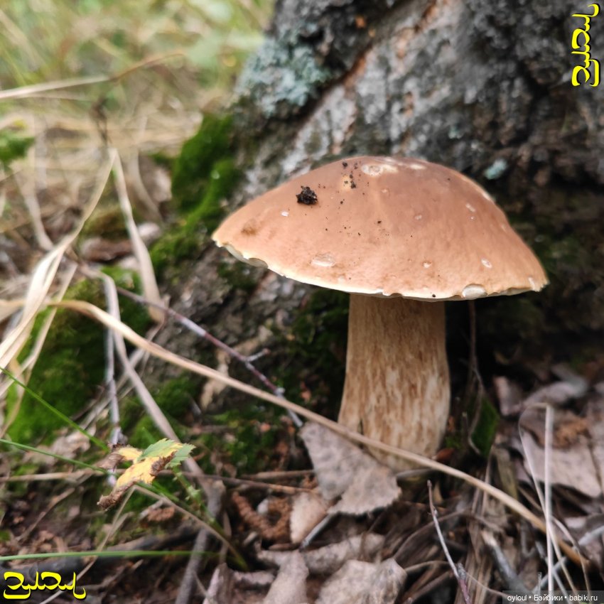 [69] Белые и красные — Домашние коллекции кукол: фото собраний (фото 7)