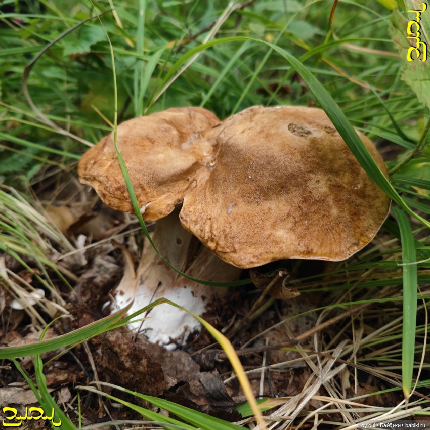 [69] Белые и красные — Домашние коллекции кукол: фото собраний (фото 5)