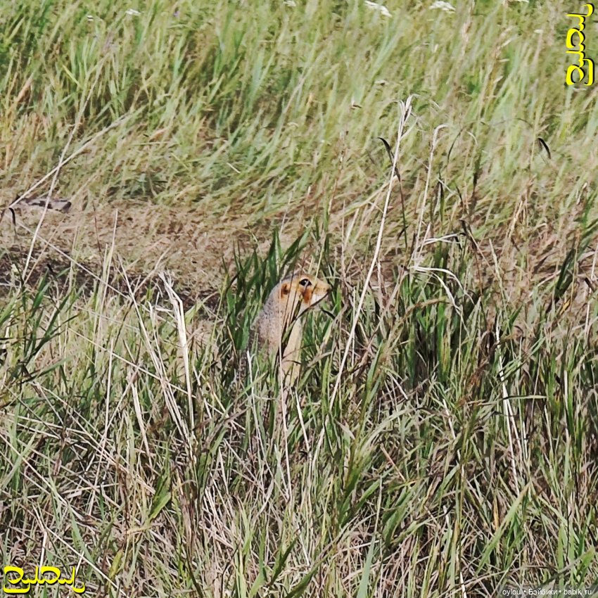 [75] Большой Еланчик — Коллекции игровых кукол (Playline): фото полок (фото 7)