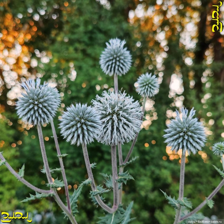 [77] Неизведанная Увелка — Домашние коллекции кукол: фото собраний (фото 10)