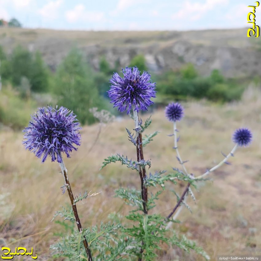 [77] Неизведанная Увелка — Домашние коллекции кукол: фото собраний (фото 9)