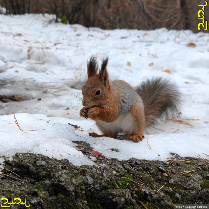 [85] Ступенчатый человек — Домашние коллекции кукол: фото собраний (фото 8)