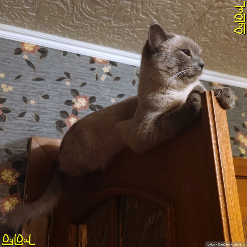 {7} О кошках, ремонте и белочках (фото 3)