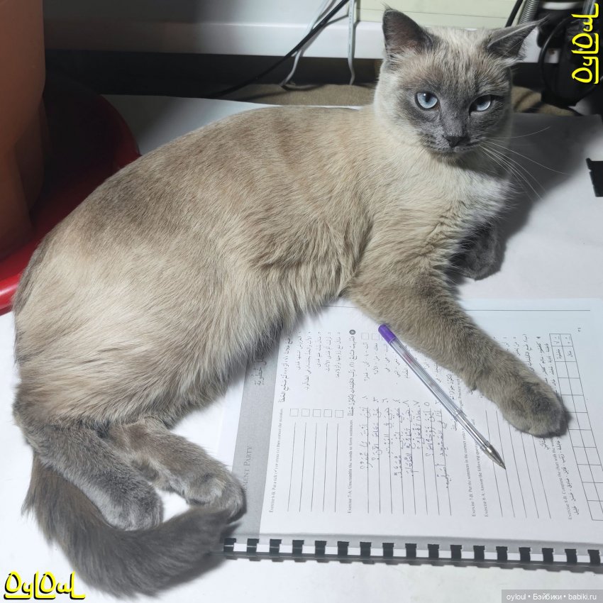 {7} О кошках, ремонте и белочках (фото 2)