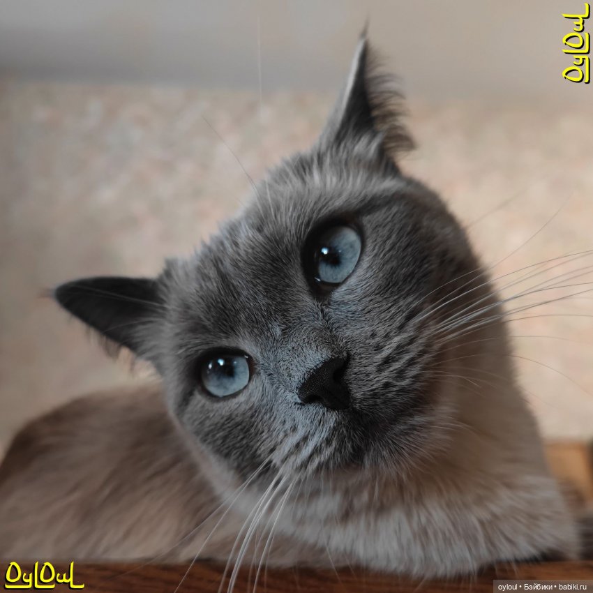 {7} О кошках, ремонте и белочках