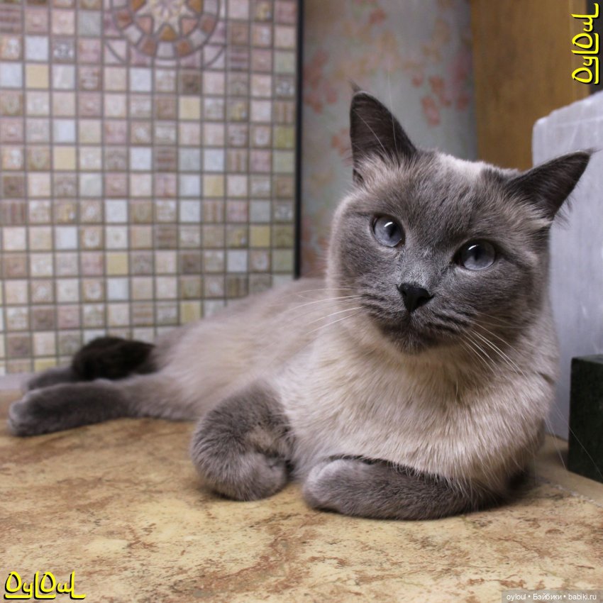 {22} «Будь диким!» — Кукольные фотоистории и сериалы: комиксы