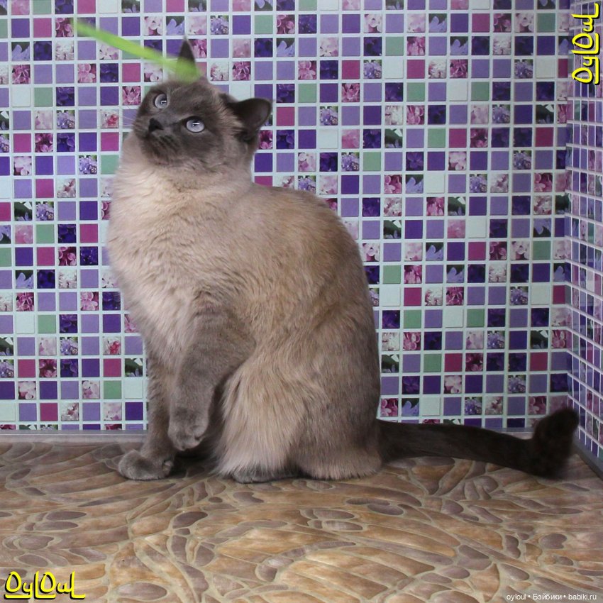 {38} Вопросы пола. И стен