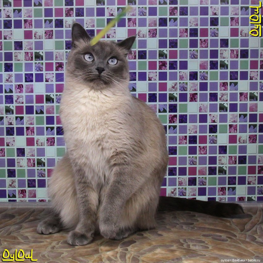 {38} Вопросы пола. И стен