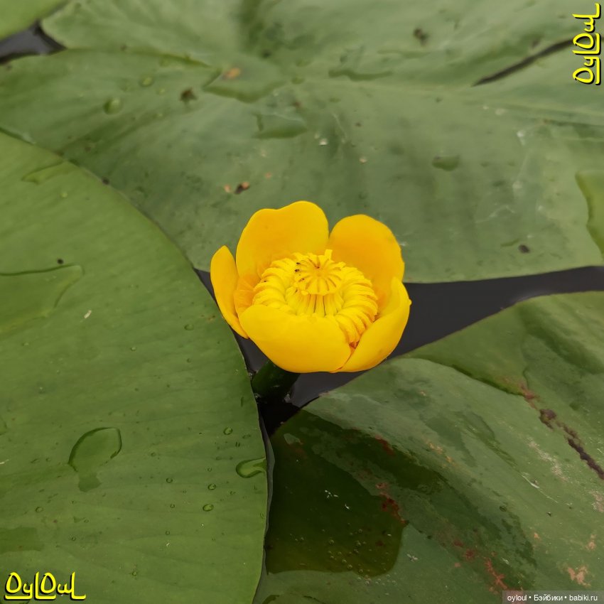 {46} Пассажирское кресло для сап-сплава