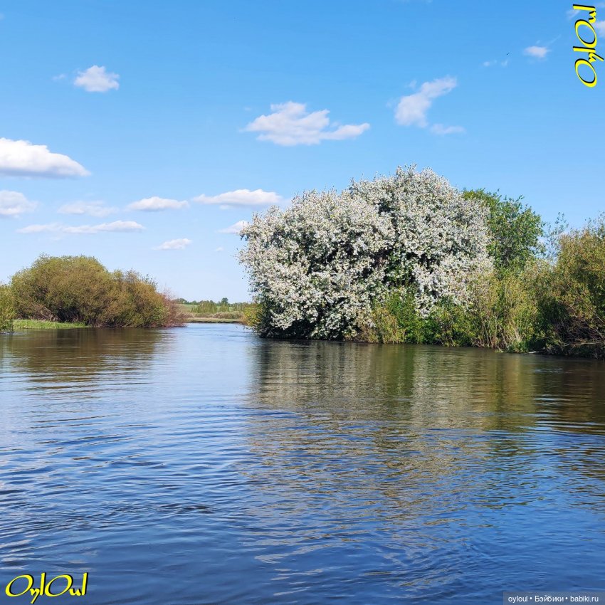 ˂57˃ Яблоня должна цвести (фото 2)