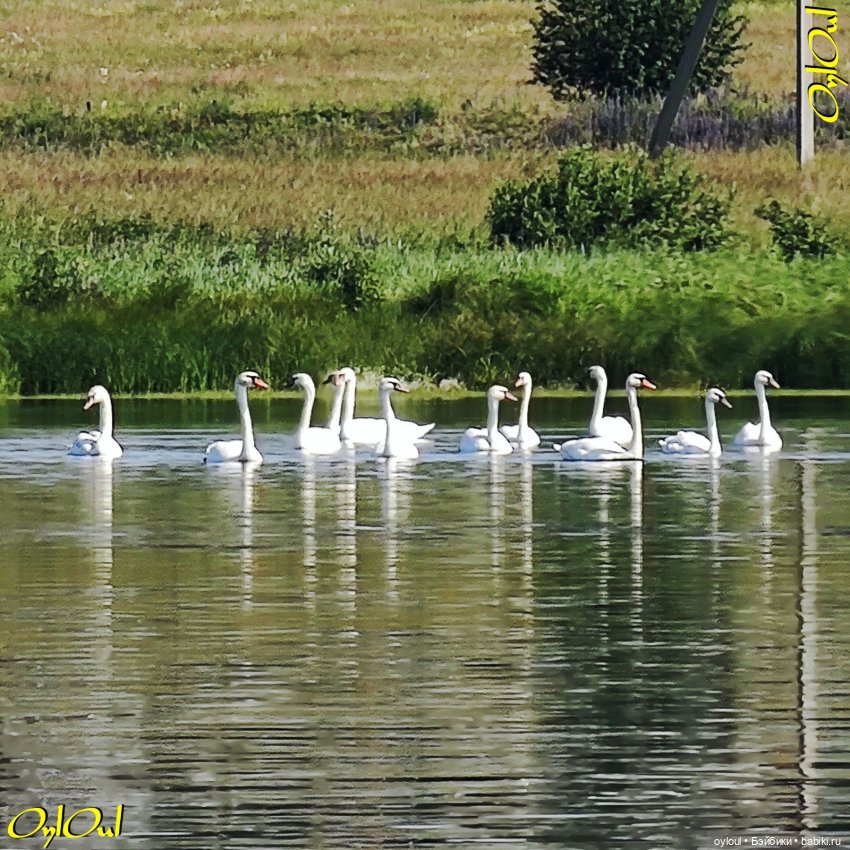 ˂83˃ Лебеди, почвы и листья (фото 2)