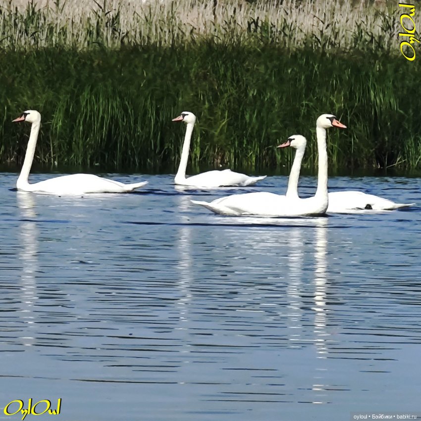 ˂83˃ Лебеди, почвы и листья (фото 3)