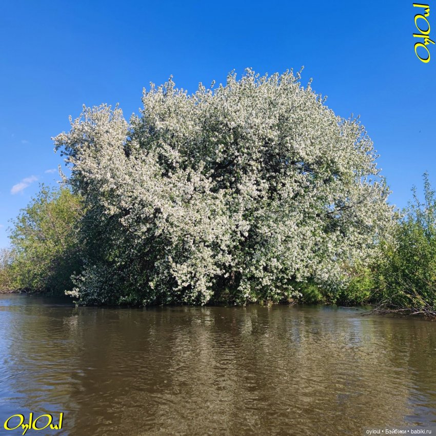 ˂57˃ Яблоня должна цвести (фото 4)